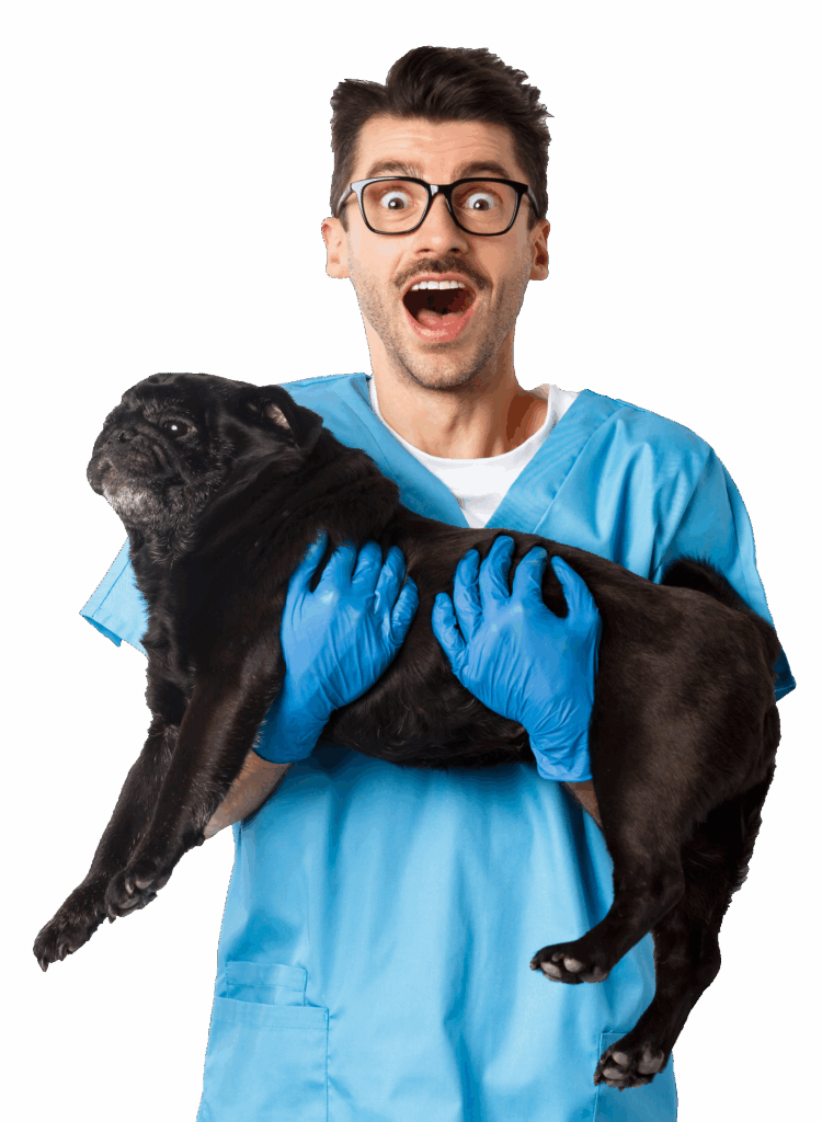 állatorvos ajánlásával